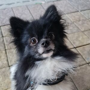 Meet your Posher, Melyssah